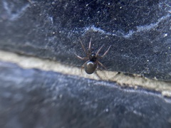 Arachnida