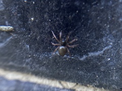 Arachnida