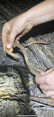 Pygopus schraderi