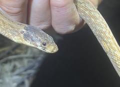 Pygopus schraderi