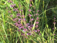 Salvia judaica