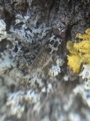 Anthomyia