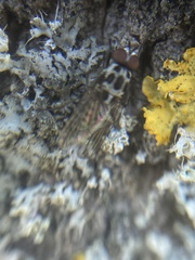 Anthomyia