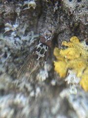 Anthomyia