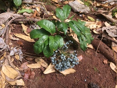 Mackinlaya macrosciadea