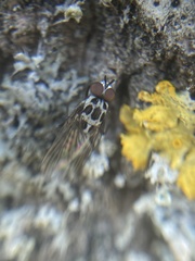 Anthomyia