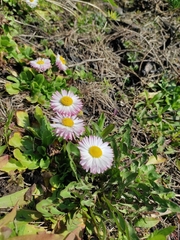 Bellis perennis