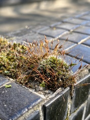 Tortula muralis