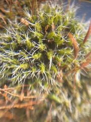 Tortula muralis