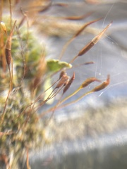 Tortula muralis