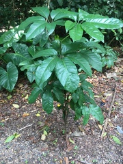 Mackinlaya macrosciadea