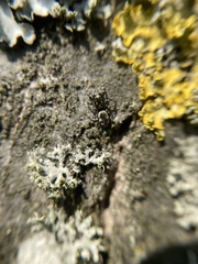 Salticus