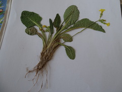Primula elatior