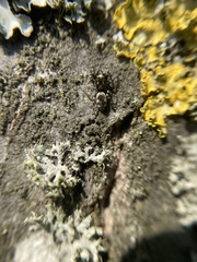 Salticus