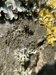 Salticus