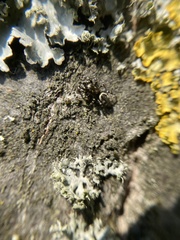 Salticus