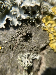 Salticus