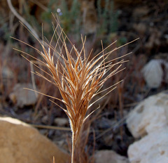 Bromus fasciculatus