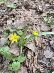 Gagea lutea