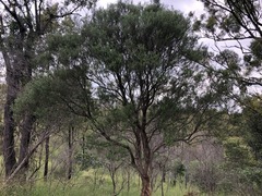 Cassinia laevis