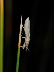 Stenophyella macreta