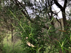Cassinia laevis