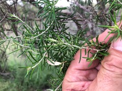 Cassinia laevis