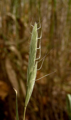Bromus lanceolatus