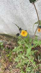 Sonchus