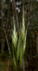 Bromus lanceolatus