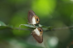 Splendeuptychia quadrina