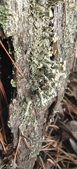 Cladonia botrytes