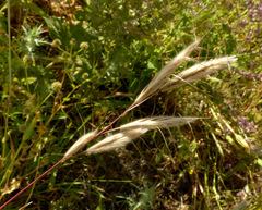 Bromus lanceolatus
