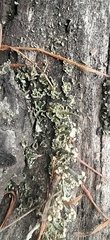 Cladonia botrytes