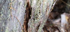 Cladonia botrytes