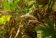Bromus lanceolatus