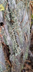 Cladonia botrytes
