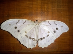 Morpho polyphemus polyphemus