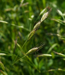 Bromus pseudobrachystachys