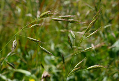 Bromus pseudobrachystachys