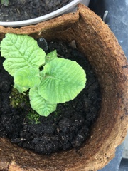 Primula elatior