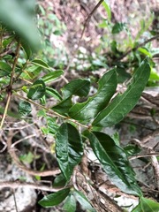 Zanthoxylum brachyacanthum