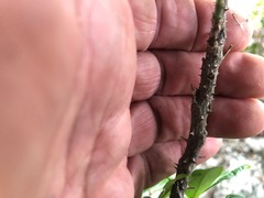 Zanthoxylum brachyacanthum