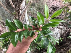 Zanthoxylum brachyacanthum