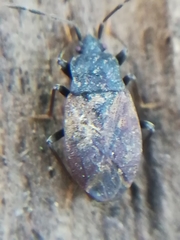 Drymus brunneus