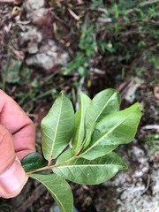 Zanthoxylum brachyacanthum