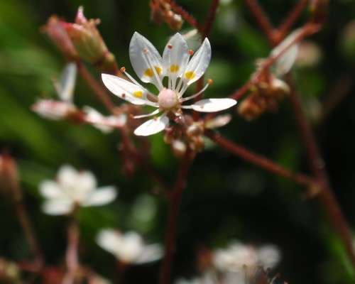 Rusty-hair Saxifrage (Saxifraga ferruginea)
