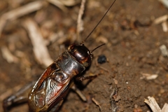 Acanthogryllus fortipes