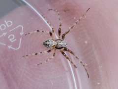Araneus pallasi