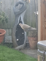 Streptopelia decaocto